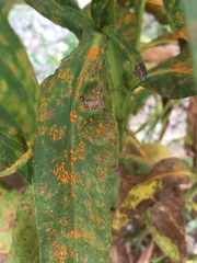 Coleosporium