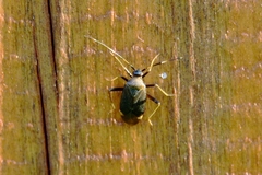 Adelphocoris