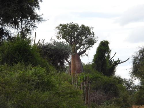 Image of Fony Baobab (Adansonia rubrostipa) by (c) amantedarmanin, some rights reserved (CC BY)