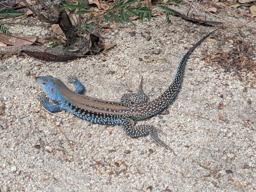 Common Puerto Rican Ameiva, CHH5+P2Q, Spanish Town, British Virgin Islands, photo 5 of 10