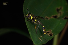 Monoceromyia javana