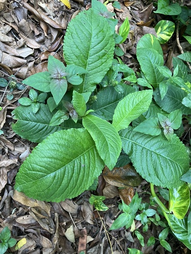 Elephantopus mollis iNat (2)