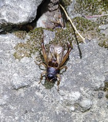 Teleogryllus occipitalis