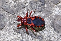 Haematoloecha nigrorufa