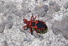 Haematoloecha nigrorufa