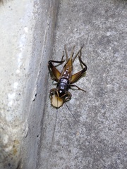 Teleogryllus occipitalis