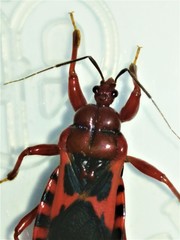 Haematoloecha nigrorufa