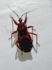 Haematoloecha nigrorufa