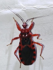 Haematoloecha nigrorufa
