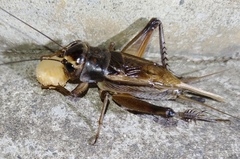Teleogryllus occipitalis