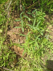 Indigofera psoraloides