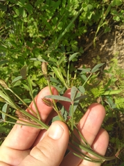 Indigofera psoraloides
