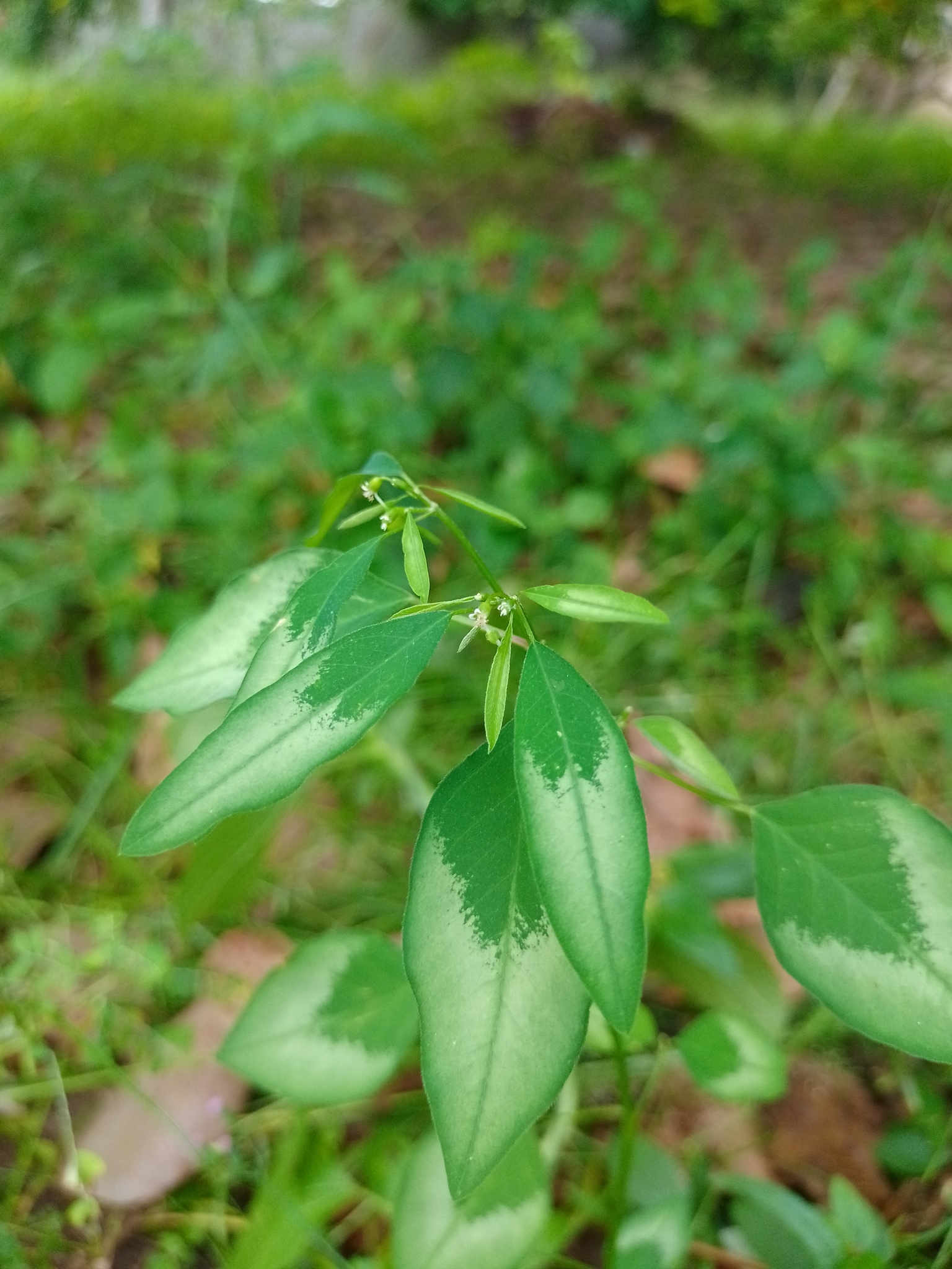 Euphorbia graminea var. graminea