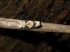 Oxythecta alternella