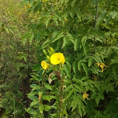 Oenothera rubricaulis