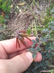Indigofera mauritanica