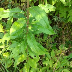 Oenothera rubricaulis