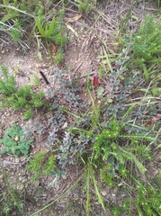 Indigofera mauritanica