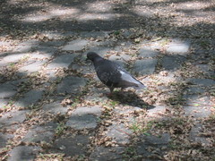 Columba livia domestica