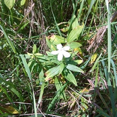 Saponaria officinalis