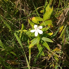 Saponaria officinalis