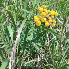 Tanacetum vulgare