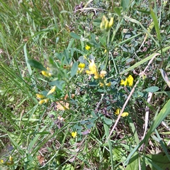 Medicago falcata