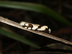 Oxythecta alternella
