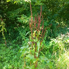 Rumex crispus