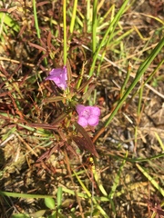 Agalinis neoscotica