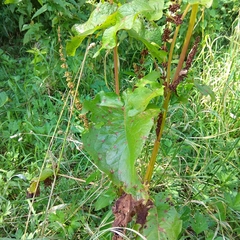 Rumex crispus