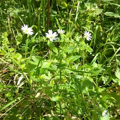 Stellaria aquatica