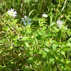 Stellaria aquatica