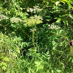 Angelica sylvestris