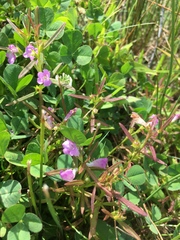 Agalinis neoscotica