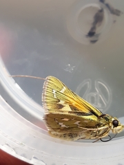 Hesperia assiniboia