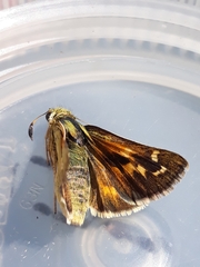 Hesperia assiniboia