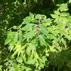 Leonurus quinquelobatus