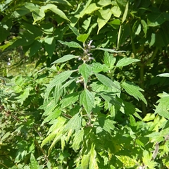 Leonurus quinquelobatus