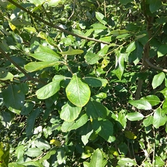 Salix caprea