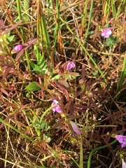 Agalinis neoscotica
