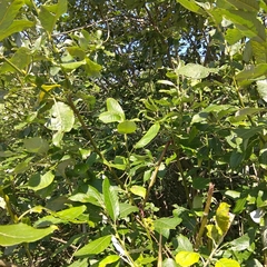 Salix caprea