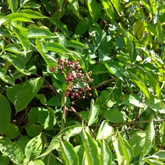 Sambucus nigra