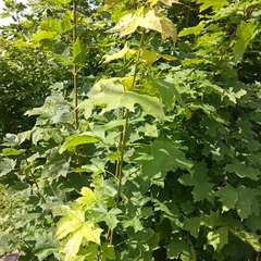 Acer platanoides