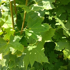 Acer platanoides