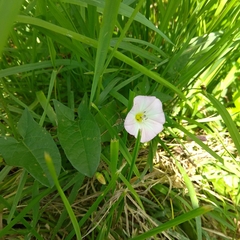 Convolvulus arvensis
