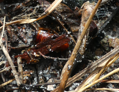 Eurycotis floridana