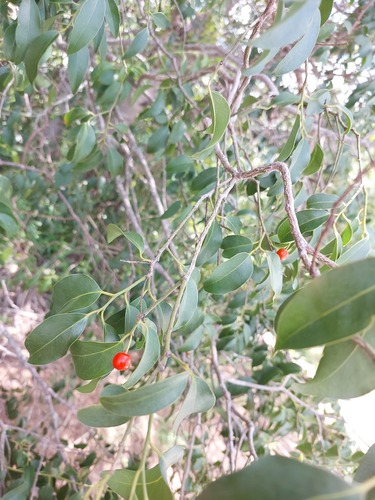 Foto de Azeitona-do-mato