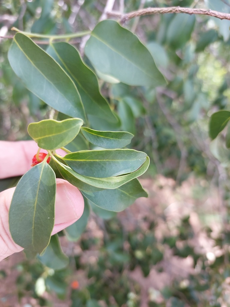 Foto de Azeitona-do-mato