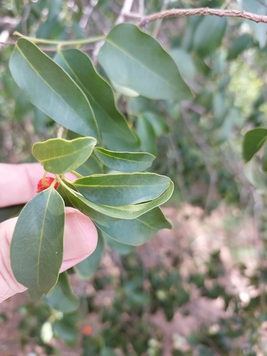 Azeitona-do-mato